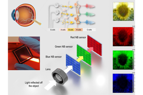 Bio-inspired device