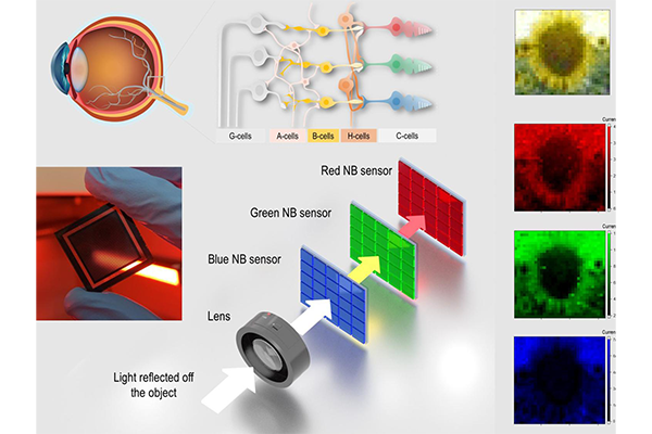 Bio-inspired device